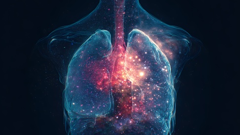 A image of a pair of human lungs 