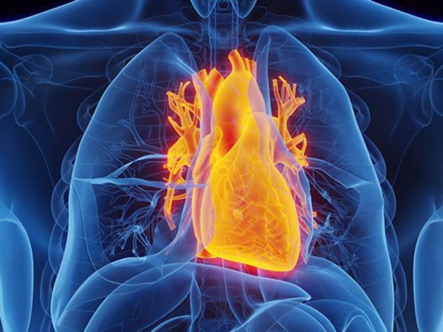 Cartoon of a human chest which is transparent so that you can see the heart inside