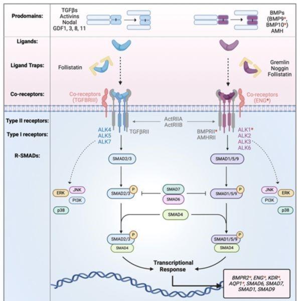 Cardiovascular Research